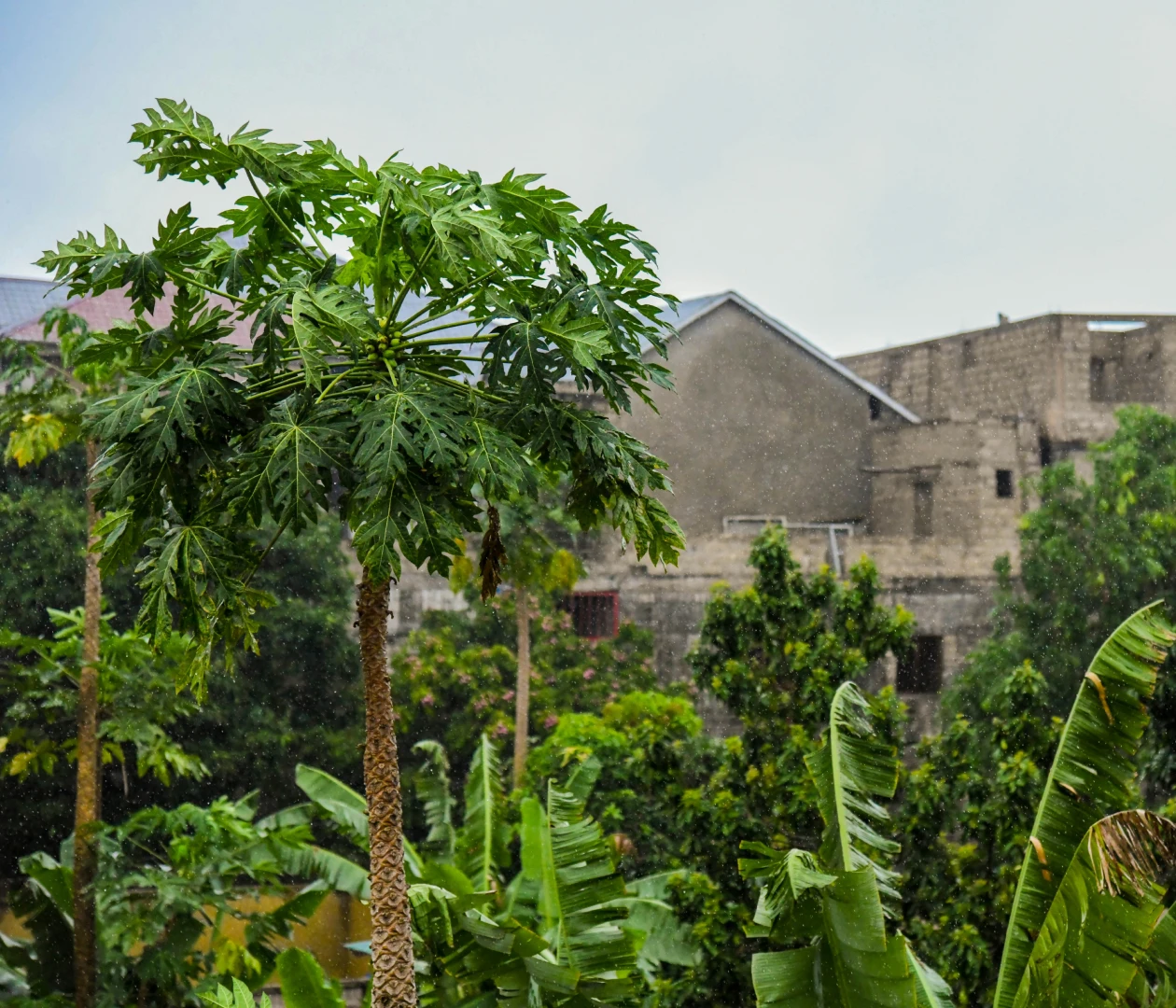 Демократическая Республика Конго visa process