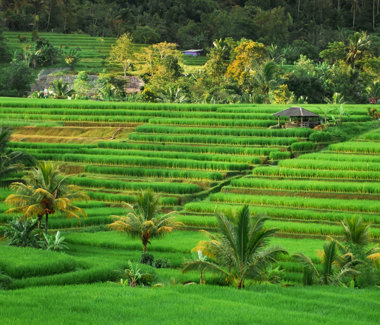 Индонезия visa process